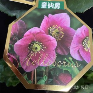 画像4: クリスマスローズ 雪の妖精HGCルル6号