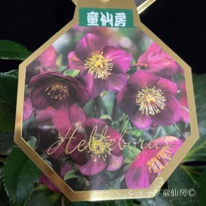 画像7: クリスマスローズ HGCアイスブレーカールビー4.5号