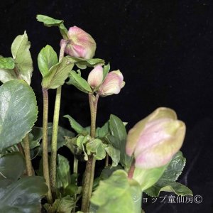 画像12: クリスマスローズ 雪の妖精HGCケイティー4.5号