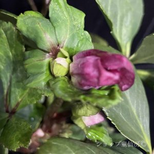 画像9: クリスマスローズ 雪の妖精HGCカーリー4.5号