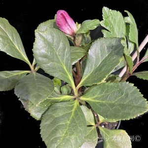 画像12: クリスマスローズ 雪の妖精HGCカーリー4.5号