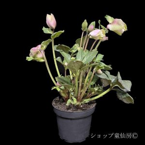 画像10: クリスマスローズ 雪の妖精HGCケイティー4.5号