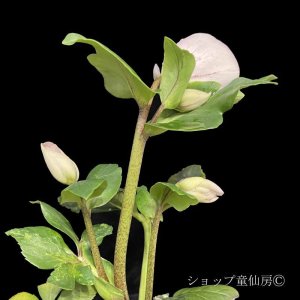 画像10: クリスマスローズ 雪の妖精HGCリバ6号