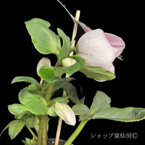 画像8: クリスマスローズ 雪の妖精HGCリバ6号