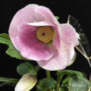 画像6: クリスマスローズ 雪の妖精HGCリバ6号