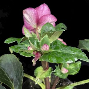 画像17: クリスマスローズ HGCアイスブレーカールビー4.5号