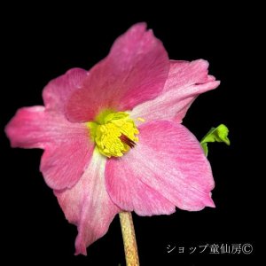 画像13: クリスマスローズ 雪の妖精HGCカーリー4.5号