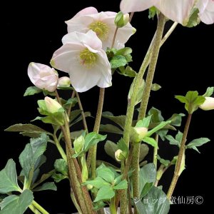 画像8: クリスマスローズ 雪の妖精HGCケイティー4.5号