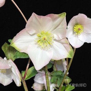 画像9: クリスマスローズ 雪の妖精HGCケイティー4.5号