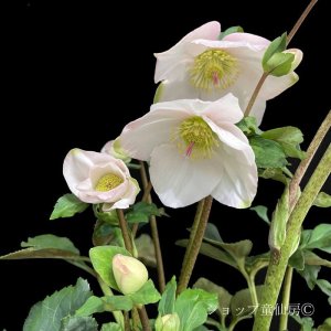 画像6: クリスマスローズ 雪の妖精HGCケイティー4.5号