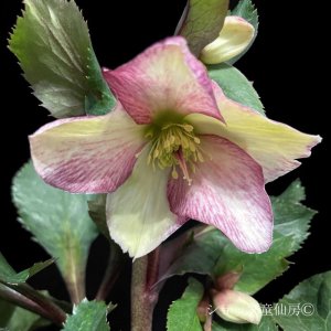 画像7: クリスマスローズ Ice N' roses 氷の薔薇ダークピコティー6号