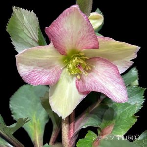 画像17: クリスマスローズ Ice N' roses 氷の薔薇ダークピコティー4.5号