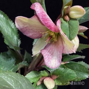 画像22: クリスマスローズ Ice N' roses 氷の薔薇ダークピコティー4.5号