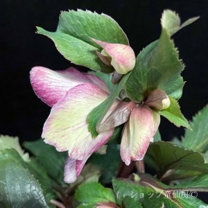 画像16: クリスマスローズ Ice N' roses 氷の薔薇ダークピコティー6号