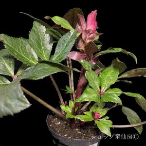 画像15: クリスマスローズ Ice N' roses 氷の薔薇レッドロマンス4.5号