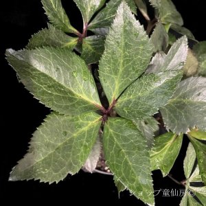 画像6: クリスマスローズ Ice N' roses 氷の薔薇レッドロマンス4.5号