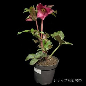 画像10: クリスマスローズ Ice N' roses 氷の薔薇レッドロマンス4.5号