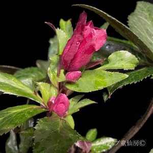 画像11: クリスマスローズ Ice N' roses 氷の薔薇レッドロマンス4.5号