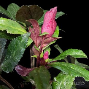 画像13: クリスマスローズ Ice N' roses 氷の薔薇レッドロマンス4.5号