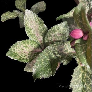 画像7: クリスマスローズ Ice N' roses 氷の薔薇モナマーブル4.5号