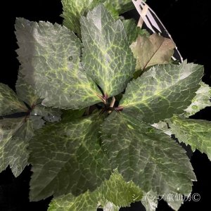 画像6: クリスマスローズ Ice N' roses 氷の薔薇メーガンマーブル4.5号