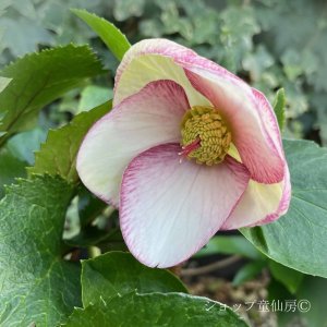 画像16: クリスマスローズ Ice N' roses 氷の薔薇ピコティー4.5号