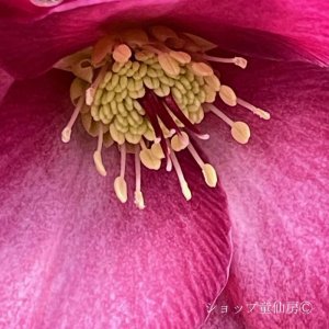 画像12: クリスマスローズ Ice N' roses 氷の薔薇レッドロマンス4.5号