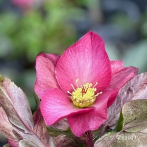 画像16: クリスマスローズ Ice N' roses 氷の薔薇レッドロマンス4.5号