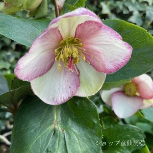 画像13: クリスマスローズ Ice N' roses 氷の薔薇ピコティー4.5号