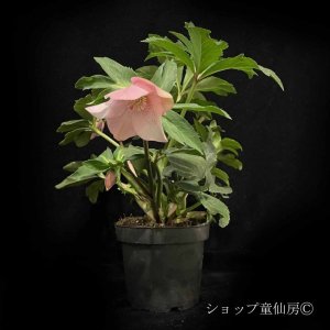 画像20: クリスマスローズ HGC散らず桜4.5号