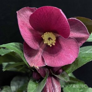 画像15: クリスマスローズ Ice N' roses 氷の薔薇ブルネロ4.5号