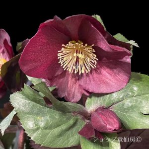 画像6: クリスマスローズ Ice N' roses 氷の薔薇メルロー6号