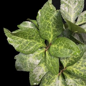 画像9: クリスマスローズ Ice N' roses 氷の薔薇マッディーマーブル4.5号