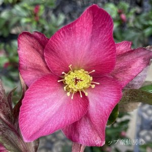 画像14: クリスマスローズ Ice N' roses 氷の薔薇レッドロマンス4.5号