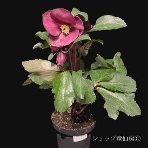 画像14: クリスマスローズ Ice N' roses 氷の薔薇ブルネロ4.5号
