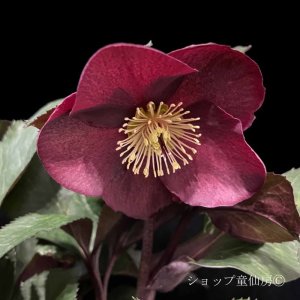 画像23: クリスマスローズ Ice N' roses 氷の薔薇メルロー4.5号