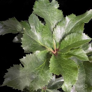 画像5: クリスマスローズ Ice N' roses 氷の薔薇パープルサンライズ4.5号