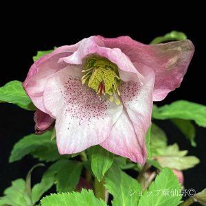 画像4: クリスマスローズ HGC散らず桜6号