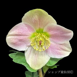 画像7: クリスマスローズ 雪の妖精HGCリバ6号