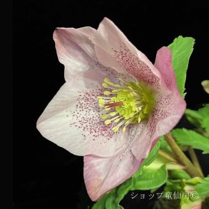 画像22: クリスマスローズ HGC散らず桜4.5号