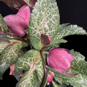 画像9: クリスマスローズ Ice N' roses 氷の薔薇モナマーブル4.5号