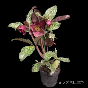 画像8: クリスマスローズ Ice N' roses 氷の薔薇モナマーブル4.5号
