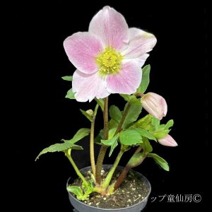 画像9: クリスマスローズ 雪の妖精HGCリバ6号