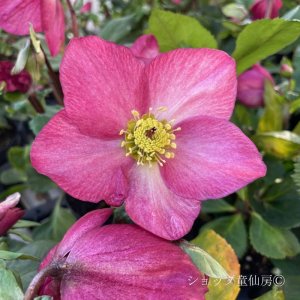 画像7: クリスマスローズ 雪の妖精HGCカーリー4.5号