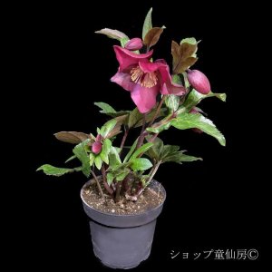 画像5: クリスマスローズ Ice N' roses 氷の薔薇レッドロマンス4.5号