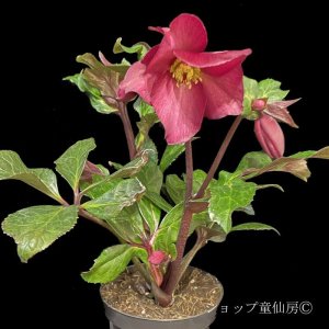 画像19: クリスマスローズ Ice N' roses 氷の薔薇レッドロマンス4.5号