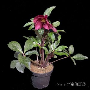 画像4: クリスマスローズ Ice N' roses 氷の薔薇レッドロマンス4.5号