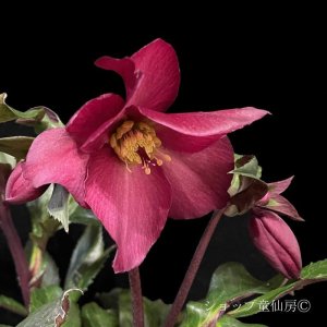 画像18: クリスマスローズ Ice N' roses 氷の薔薇レッドロマンス4.5号