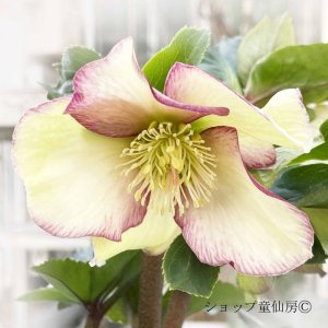 画像7: クリスマスローズ Ice N' roses 氷の薔薇パープルサンライズ4.5号