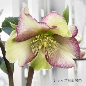 画像9: クリスマスローズ Ice N' roses 氷の薔薇パープルサンライズ4.5号